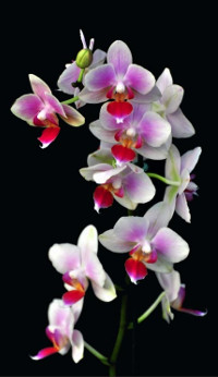 Eva Tabone vous présente l'orchidée, services pour particuliers